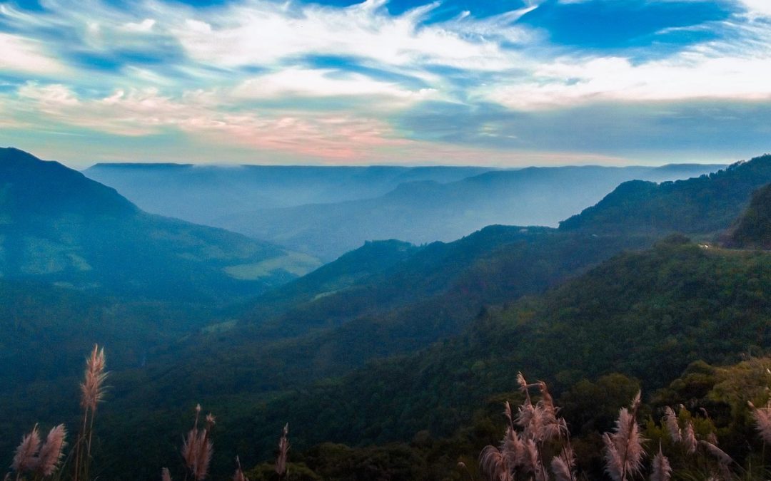 O contínuo florestal – e a continuidade das florestas