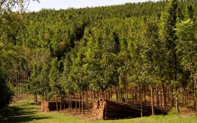 Viabilidade e benefícios do reflorestamento com espécies nativas e sistemas agroflorestais
