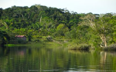 Amazônia e eleições