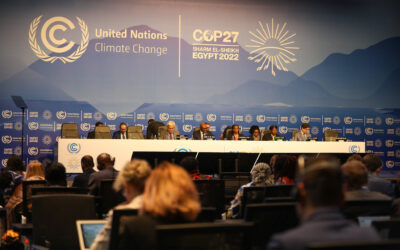 COP27 tem como desafio envolver o setor financeiro na preservação e restauração de florestas