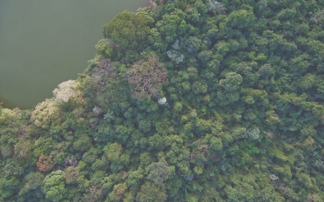 O desafio da restauração florestal: 20 anos em 2, ou nada