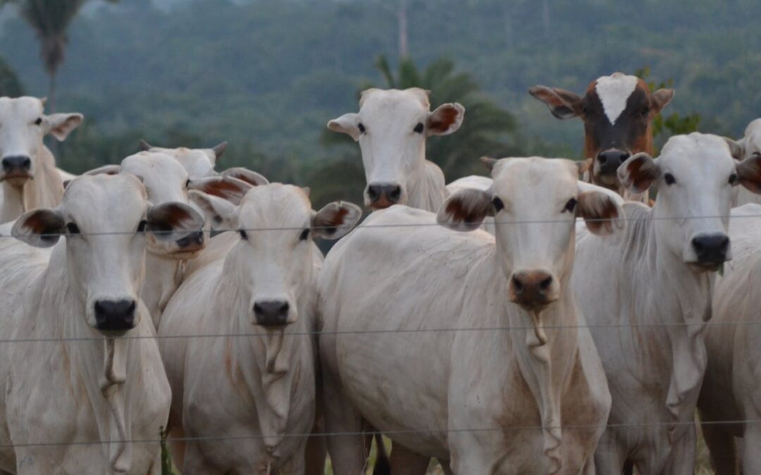 Propostas para um sistema nacional de rastreabilidade bovina