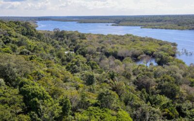 Protagonismo empresarial na agenda climática: o papel da governança