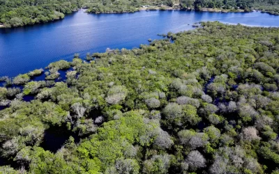 Capital natural como uma classe de ativos