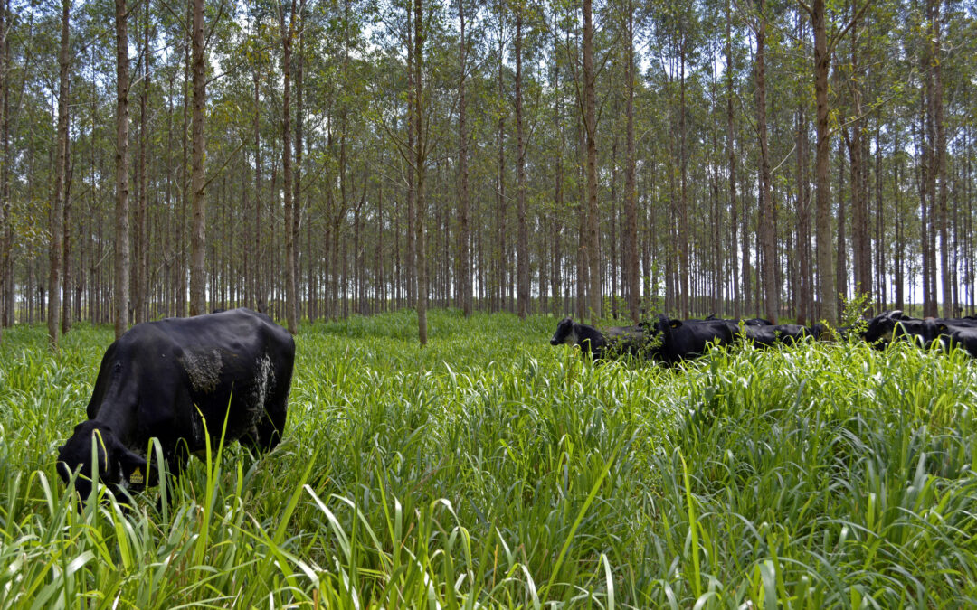 Agronegócio deveria liderar agenda climática nacional