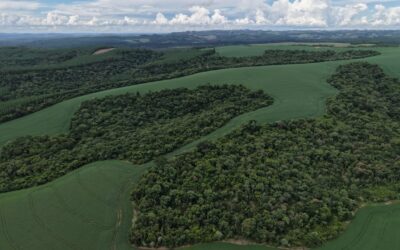 Agro e florestas, uma aliança positiva inquestionável